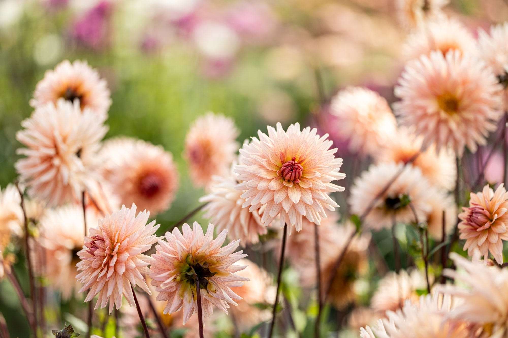 Dahlia Kaktus